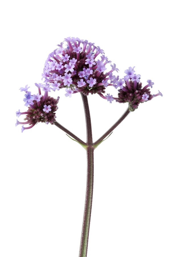 Comment prendre des fleurs de bach pour mieux gérer vos émotions ?